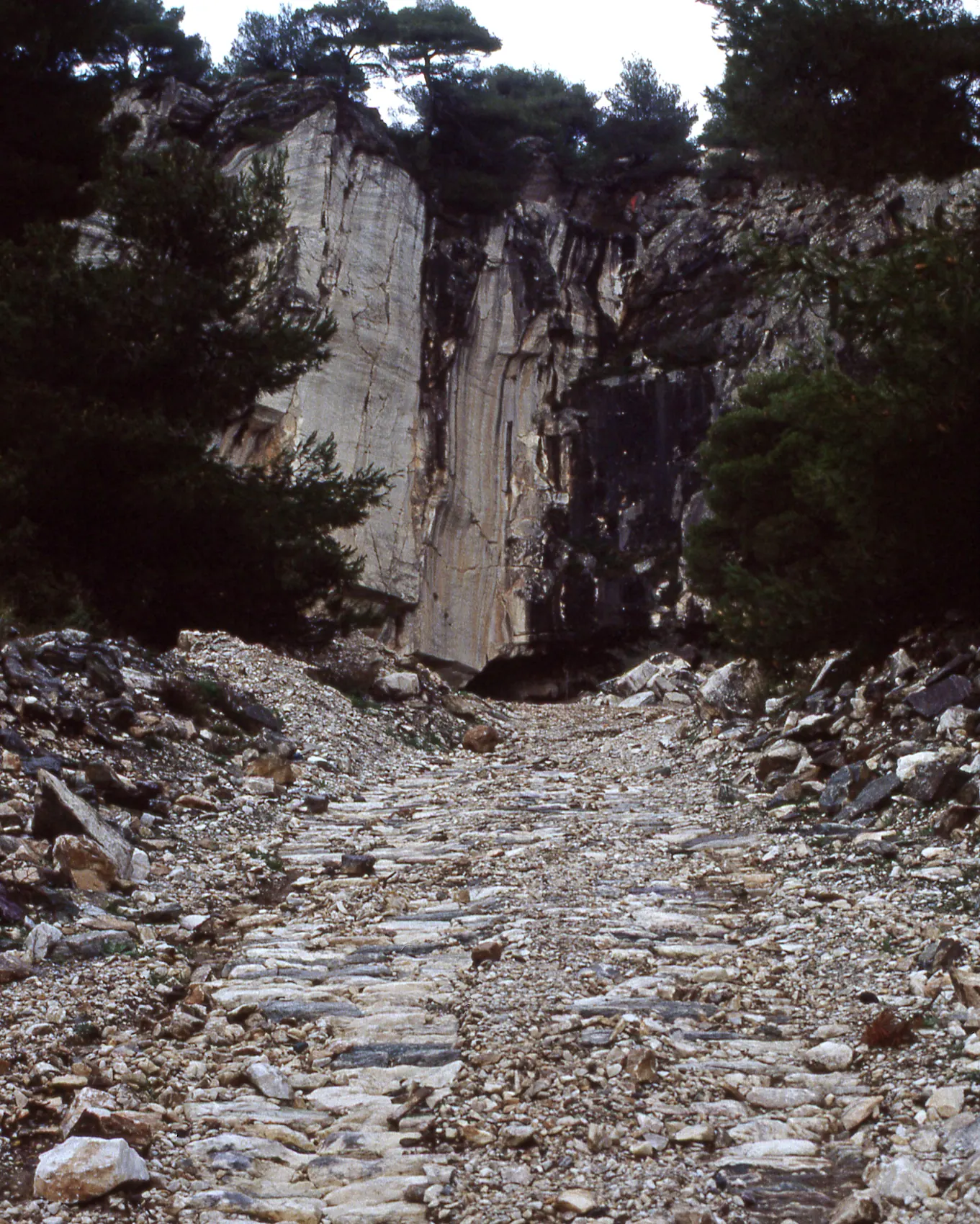 A rough road paved with marble chips climbing to a pale quarried cliff among pines